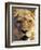 Lioness, Masai Mara Game Reserve, Kenya-Adam Jones-Framed Photographic Print