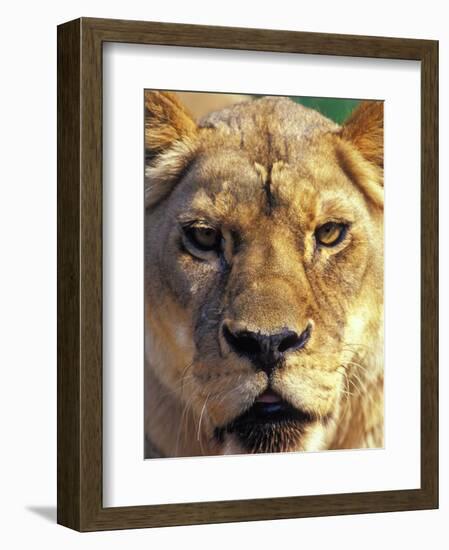 Lioness, Masai Mara Game Reserve, Kenya-Adam Jones-Framed Photographic Print