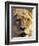 Lioness, Masai Mara Game Reserve, Kenya-Adam Jones-Framed Photographic Print