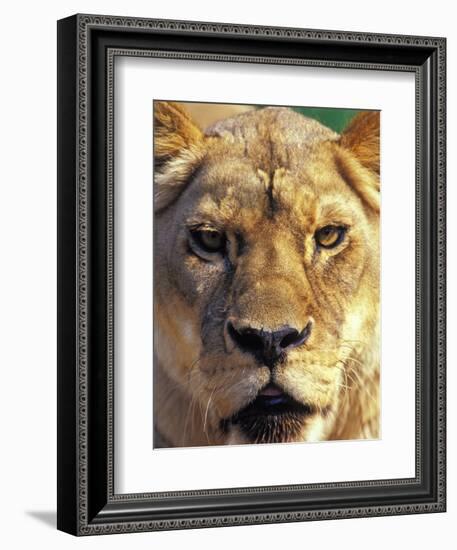 Lioness, Masai Mara Game Reserve, Kenya-Adam Jones-Framed Photographic Print