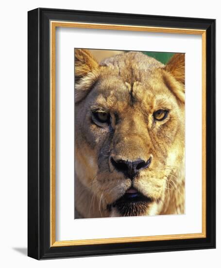 Lioness, Masai Mara Game Reserve, Kenya-Adam Jones-Framed Photographic Print