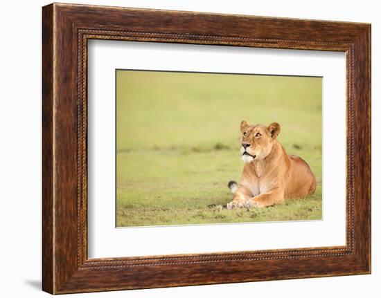 Lioness, Masai Mara, Kenya, East Africa, Africa-Karen Deakin-Framed Photographic Print