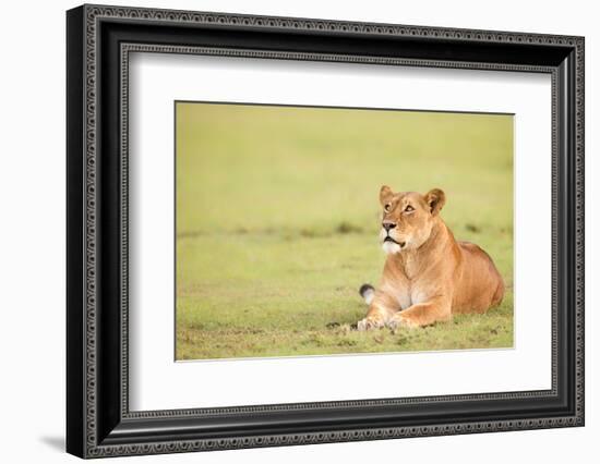 Lioness, Masai Mara, Kenya, East Africa, Africa-Karen Deakin-Framed Photographic Print