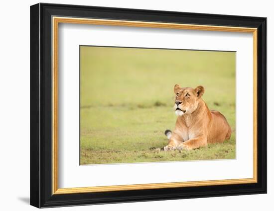 Lioness, Masai Mara, Kenya, East Africa, Africa-Karen Deakin-Framed Photographic Print