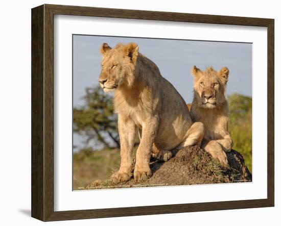 Lioness on the Look Out Full Bleed-Martin Fowkes-Framed Giclee Print