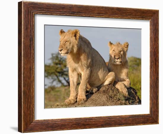 Lioness on the Look Out Full Bleed-Martin Fowkes-Framed Giclee Print