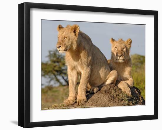 Lioness on the Look Out Full Bleed-Martin Fowkes-Framed Giclee Print