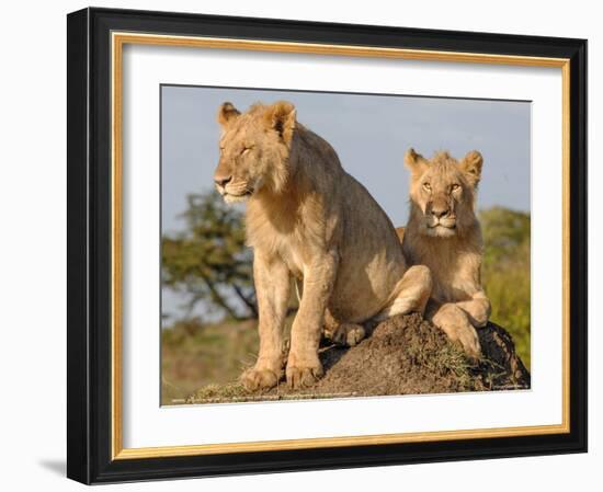 Lioness on the Look Out Full Bleed-Martin Fowkes-Framed Giclee Print