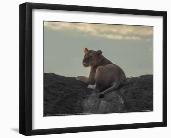 Lioness on the Road Full Bleed-Martin Fowkes-Framed Giclee Print