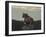 Lioness on the Road Full Bleed-Martin Fowkes-Framed Giclee Print