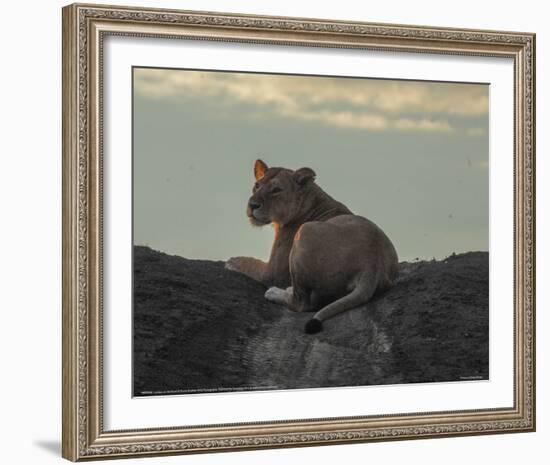 Lioness on the Road Full Bleed-Martin Fowkes-Framed Giclee Print