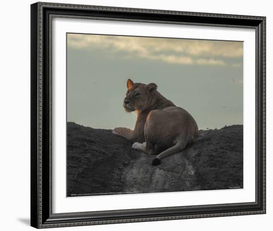 Lioness on the Road Full Bleed-Martin Fowkes-Framed Giclee Print