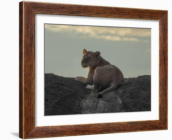 Lioness on the Road-Martin Fowkes-Framed Giclee Print