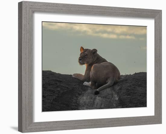 Lioness on the Road-Martin Fowkes-Framed Giclee Print