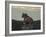 Lioness on the Road-Martin Fowkes-Framed Giclee Print