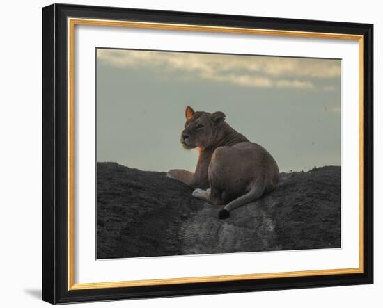 Lioness on the Road-Martin Fowkes-Framed Giclee Print