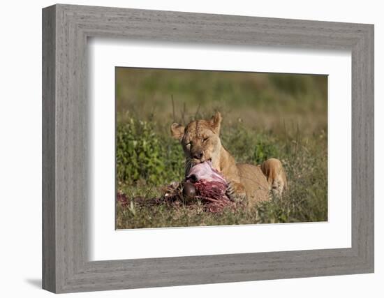 Lioness (Panthera Leo) at a Wildebeest Carcass-James Hager-Framed Photographic Print