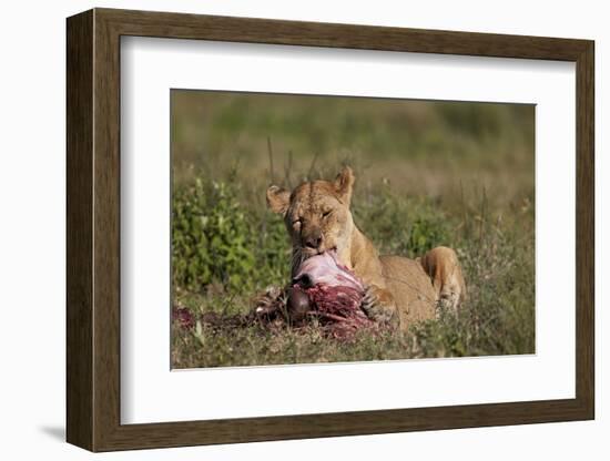 Lioness (Panthera Leo) at a Wildebeest Carcass-James Hager-Framed Photographic Print