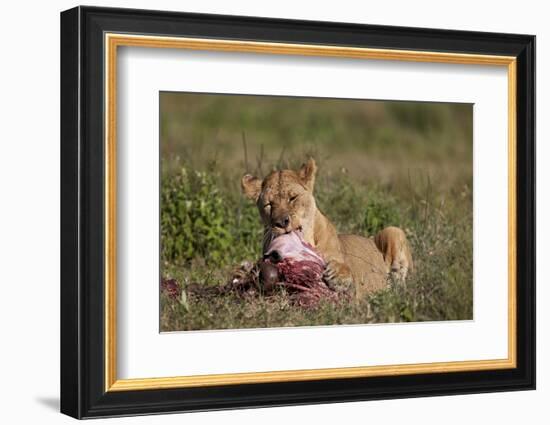 Lioness (Panthera Leo) at a Wildebeest Carcass-James Hager-Framed Photographic Print