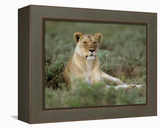 Lioness (Panthera Leo), Etosha, Namibia, Africa-Steve & Ann Toon-Framed Premier Image Canvas