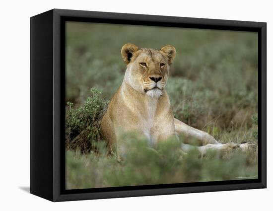 Lioness (Panthera Leo), Etosha, Namibia, Africa-Steve & Ann Toon-Framed Premier Image Canvas