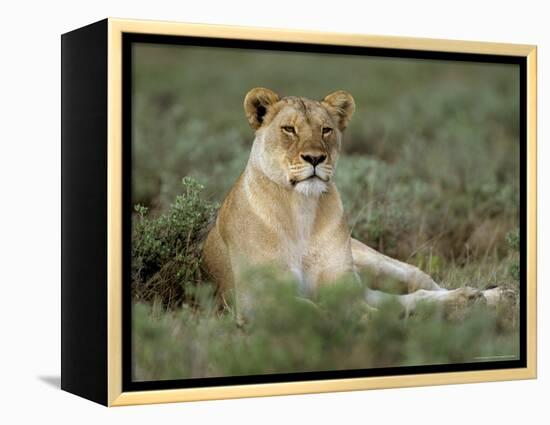 Lioness (Panthera Leo), Etosha, Namibia, Africa-Steve & Ann Toon-Framed Premier Image Canvas