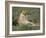 Lioness (Panthera Leo), Etosha, Namibia, Africa-Steve & Ann Toon-Framed Photographic Print