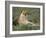 Lioness (Panthera Leo), Etosha, Namibia, Africa-Steve & Ann Toon-Framed Photographic Print