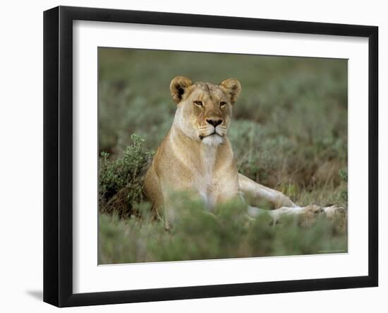 Lioness (Panthera Leo), Etosha, Namibia, Africa-Steve & Ann Toon-Framed Photographic Print