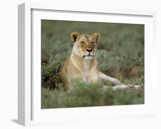 Lioness (Panthera Leo), Etosha, Namibia, Africa-Steve & Ann Toon-Framed Photographic Print
