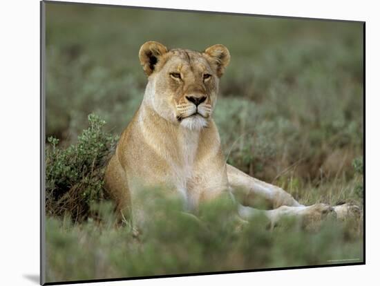 Lioness (Panthera Leo), Etosha, Namibia, Africa-Steve & Ann Toon-Mounted Photographic Print