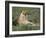 Lioness (Panthera Leo), Etosha, Namibia, Africa-Steve & Ann Toon-Framed Photographic Print