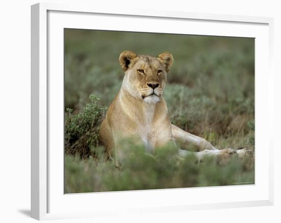 Lioness (Panthera Leo), Etosha, Namibia, Africa-Steve & Ann Toon-Framed Photographic Print