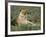 Lioness (Panthera Leo), Etosha, Namibia, Africa-Steve & Ann Toon-Framed Photographic Print