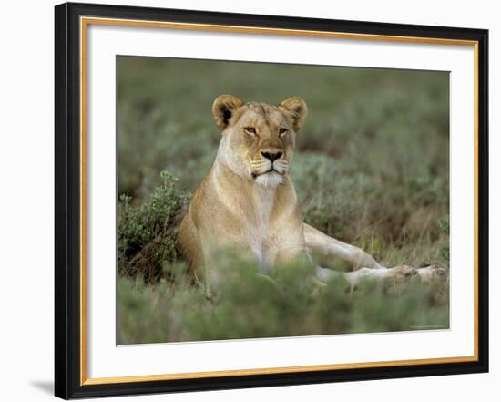 Lioness (Panthera Leo), Etosha, Namibia, Africa-Steve & Ann Toon-Framed Photographic Print