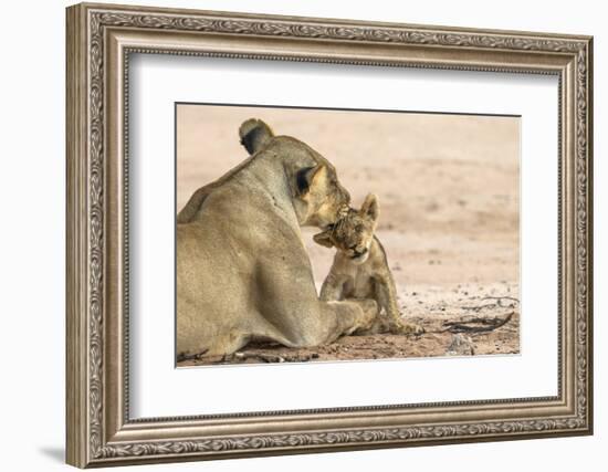 Lioness (Panthera leo) grooming cub, Kgalagadi Transfrontier Park, South Africa-Ann and Steve Toon-Framed Photographic Print