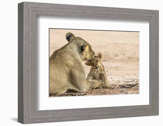 Lioness (Panthera leo) grooming cub, Kgalagadi Transfrontier Park, South Africa-Ann and Steve Toon-Framed Photographic Print