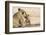 Lioness (Panthera leo) grooming cub, Kgalagadi Transfrontier Park, South Africa-Ann and Steve Toon-Framed Photographic Print