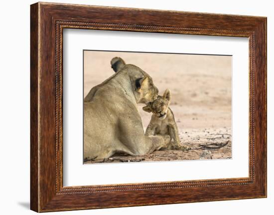 Lioness (Panthera leo) grooming cub, Kgalagadi Transfrontier Park, South Africa-Ann and Steve Toon-Framed Photographic Print