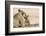 Lioness (Panthera leo) grooming cub, Kgalagadi Transfrontier Park, South Africa-Ann and Steve Toon-Framed Photographic Print