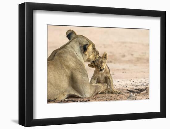 Lioness (Panthera leo) grooming cub, Kgalagadi Transfrontier Park, South Africa-Ann and Steve Toon-Framed Photographic Print