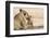 Lioness (Panthera leo) grooming cub, Kgalagadi Transfrontier Park, South Africa-Ann and Steve Toon-Framed Photographic Print