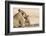 Lioness (Panthera leo) grooming cub, Kgalagadi Transfrontier Park, South Africa-Ann and Steve Toon-Framed Photographic Print