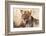 Lioness (Panthera leo) in the bush, Lualenyi Ranch, Taita-Taveta County, Kenya, East Africa-Nico Tondini-Framed Photographic Print