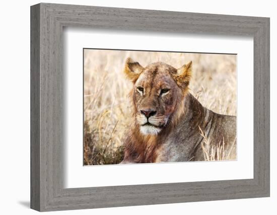 Lioness (Panthera leo) in the bush, Lualenyi Ranch, Taita-Taveta County, Kenya, East Africa-Nico Tondini-Framed Photographic Print