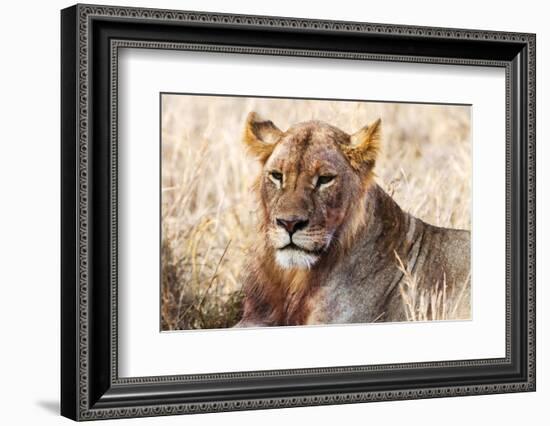 Lioness (Panthera leo) in the bush, Lualenyi Ranch, Taita-Taveta County, Kenya, East Africa-Nico Tondini-Framed Photographic Print