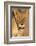 Lioness (Panthera leo) in the Kalahari, Kgalagadi Transfrontier Park, Northern Cape, South Africa, -Ann and Steve Toon-Framed Photographic Print