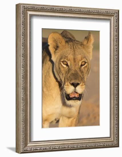 Lioness (Panthera leo) in the Kalahari, Kgalagadi Transfrontier Park, Northern Cape, South Africa, -Ann and Steve Toon-Framed Photographic Print