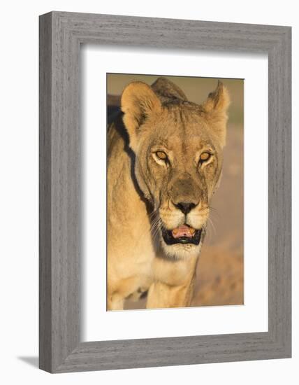 Lioness (Panthera leo) in the Kalahari, Kgalagadi Transfrontier Park, Northern Cape, South Africa, -Ann and Steve Toon-Framed Photographic Print