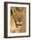 Lioness (Panthera leo) in the Kalahari, Kgalagadi Transfrontier Park, Northern Cape, South Africa, -Ann and Steve Toon-Framed Photographic Print